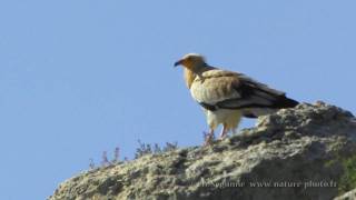 Le vautour percnoptère Neophron percnopterus [upl. by Gavin]