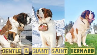 Lets Know About Saint Bernard  A Biggest Dog in The World  Large Dog Breeds  St Bernard Puppies [upl. by Layne]