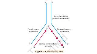 Important Figures of Molecular Basis of Inheritance  NEET  accuble [upl. by Taryne663]