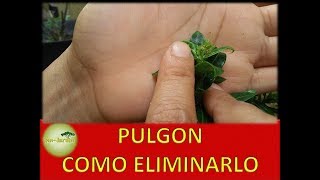 Como Eliminar los PULGONES DE LAS PLANTAS [upl. by Stefania198]