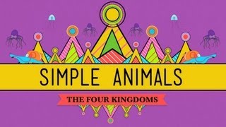 Simple Animals Sponges Jellies amp Octopuses  Crash Course Biology 22 [upl. by Patterman]