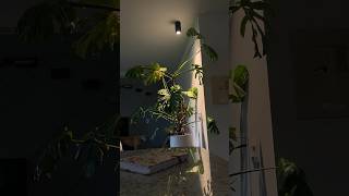 I finally gave my monstera a plant light after 5 years monstera plantlight hangingplantlight [upl. by Rehpoitsirhc]