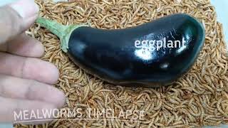 Mealworms Vs Eggplant in 13 days time lapse [upl. by Nicolle]