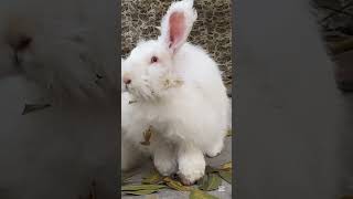 Rabbits 🐰 trendingreels animals adorable [upl. by Stewart]