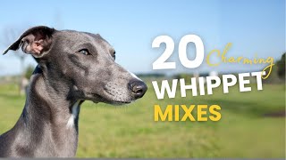 20 Charming WHIPPET Mix Breeds Youll Adore [upl. by Shayna]