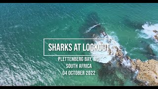 Great White Sharks Plettenberg bay 2022 [upl. by Welsh]