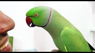 Conversation with my parrotWorlds best Bird [upl. by Matty]