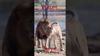 Lyon yo ap jwe lion animals youtubegrowth monetization canada usa france fyp viral foryou [upl. by Isiah720]