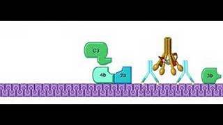 Classical Pathway Complement System [upl. by Hutt]