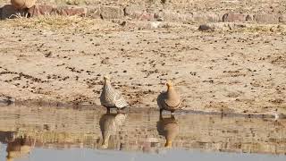 Chestnutbellied Sandgrouse drinking water [upl. by Acinoj]