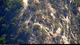 Golden Eagle Swoops on Condor Chick with Condor Parents in Hot Pursuit  October 11 2022 [upl. by Amy]