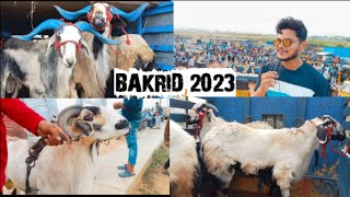 BAKRID Retteri Aathu Santhai170623 Goat 2023 Nellore Judipi sheep  Chennai  Saturday Market [upl. by Otreblaug]