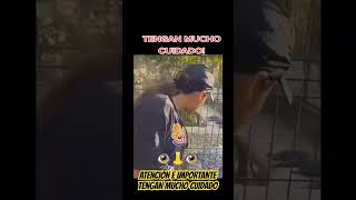 chile panama usa humor costarica peligro breakurbanotv suscribete shortvideo shorts viral [upl. by Vesta]