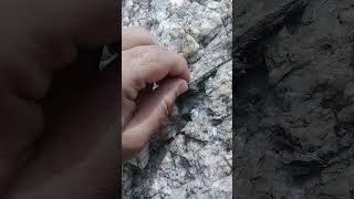 Biotite Mica in Mafic and Ultramafic Igneous Rocks geology viralvideo shorts tranding nature [upl. by Palumbo874]