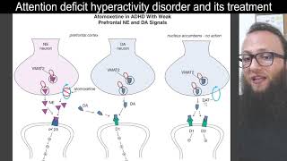 12 13  Atomoxetine in ADHD with weak prefrontal norepinephrine and dopamine signals [upl. by Arther]