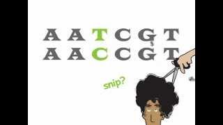 Genetics 101 Part 2 of 5 What are SNPs [upl. by Enyrehtac]