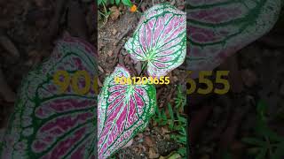 caladium salecombo plants Ph9061203655gardening [upl. by Biddie]