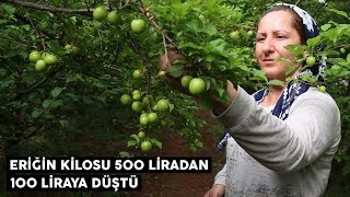 Eriğin kilosu 500 liradan 100 liraya düştü [upl. by Socha839]