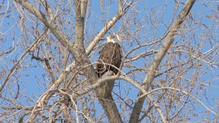 Bald eagles flocking to Onondaga Lake Heres how and when to see them [upl. by Nalo]