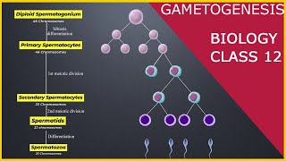 GAMETOGENESIS  Human Reproduction  Class 12 [upl. by Reifnnej]