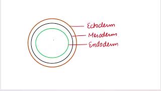 Diploblastic and Triploblastic organisms biology neet basics mbbs neet [upl. by Ecirtak]