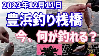 【豊浜釣り桟橋】12月に釣れている魚は？！ [upl. by Longfellow]