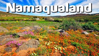 Namaqualand Flowers  Photographing The worlds Greatest Wild Flower Spectacle [upl. by Rednael490]