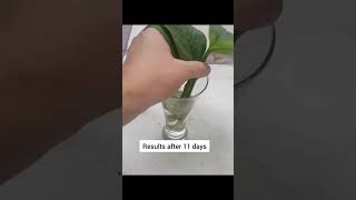 Split leaf philodendron propagation [upl. by Arahsal]