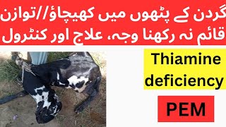 PEM  Polioencephalomalacia  Goat polio  Sheep polio treatment and control  Dr Muhammad Saif [upl. by Essenaj]