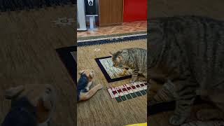 this cat hunts dogscat with toycharmingcattrend cat clipsmost viral cat videoCat meme [upl. by Vanzant258]