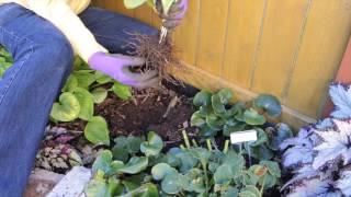 Digging up Hardy Cypripedium Orchid [upl. by Zack500]