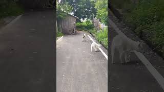 pets poomarikunerndhakodumai tamilmusic doglover poomer tamilsong funny poomaram tamilmus [upl. by Hun306]