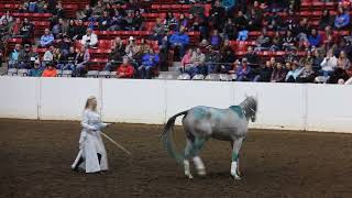 2022 ILHA Equine Affaire Invitational Freestyle [upl. by Roter]