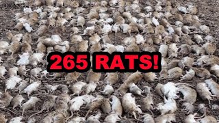 eRATication 263 Rats Caught by Dogs in ONE DAY [upl. by Nedyah]