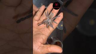 Handling old world tarantula bluebaboon  Indian tarantula keeping [upl. by Ehctav312]