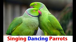 Dancing Parrots 1 [upl. by Vasos]