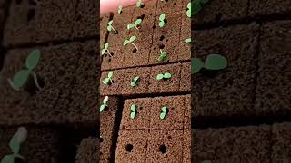 hydroponic system pineappletower vegetables farming garden soiless gardening aeroponic NFT [upl. by Hedgcock]