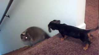 Miniature Dachshund playing with cat [upl. by Lenahs]