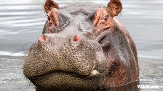 Noisy hippos amp relaxed giraffes Safarilive Sunset  21 August 2024 [upl. by Ika]