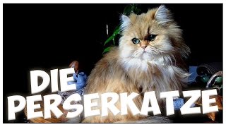 Die PERSERKATZE im Rasseportrait 6 JulisTierwelt  PERSER  persian cat [upl. by Elbertine]