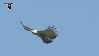 Soaring Philippine Eagle [upl. by Tnahsarp]