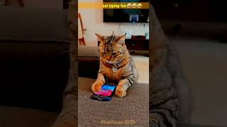 Cat typing trending viralshort video aifanny bollywood song music pitbull 😂😂😂😂 [upl. by Anilok]