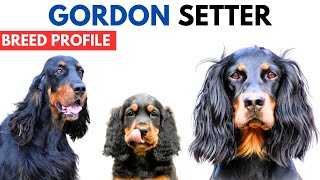 Gordon Setter Breed Profile History  Price  Traits  Gordon Setter Grooming Needs  Lifespan [upl. by Palmore]