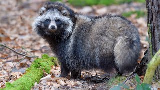 Raccoon Dog [upl. by Dez]