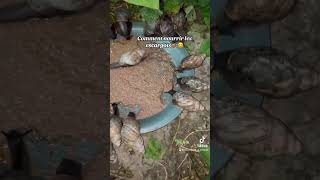 Provende pour escargots disponibles shorts viralvideo escargot escargotière elevageescargot [upl. by Chaker]