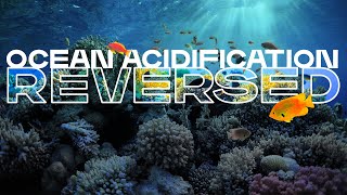 The Bold Plan to Reverse Ocean Acidification and Help the Climate Crisis [upl. by Eerok]