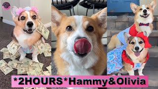 2 HOURS  Hammy amp Olivia Corgi New TikTok Compilation 2023  Best hammyandolivia TikTok Videos [upl. by Harberd]