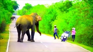 Videos of wild elephants attacking  Videos von angreifenden wilden Elefanten [upl. by Leiso]