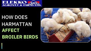 HOW DOES HARMATTAN AFFECT BROILER BIRDS [upl. by Kciregor396]