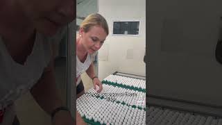 How to incubate Northern Bobwhite Quail hatching babychicks fypシ [upl. by Anitnatsnok]